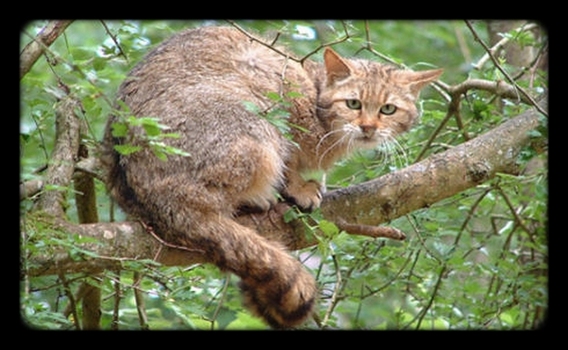 chat-sauvage-d-europe-1_2.jpg